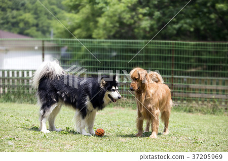 walk with dog 064 walk with dog 064 37205969