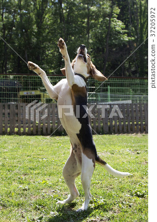 walk with dog 065 walk with dog 065 37205972