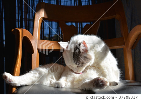 Dress up in the sun. Cat Dress up in the sun. Cat 37208317