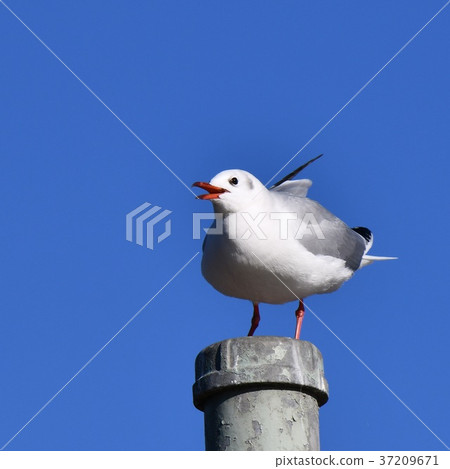 Black-headed gull, blue sky, Chiba Prefecture, Ichikawa City, Yukitoku Beast Reserve 37209671