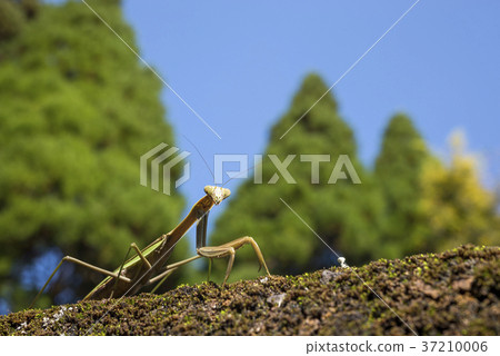 White mantis under blue sky White mantis under blue sky 37210006