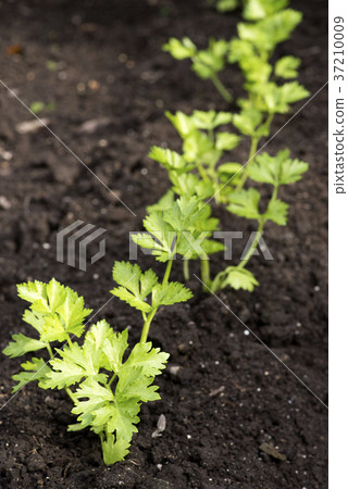 Celery planted in the field 37210009