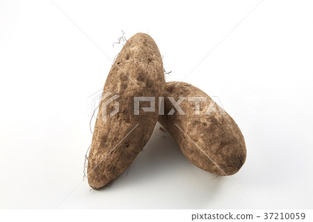 Sweet potato Sakurajima purple 37210059