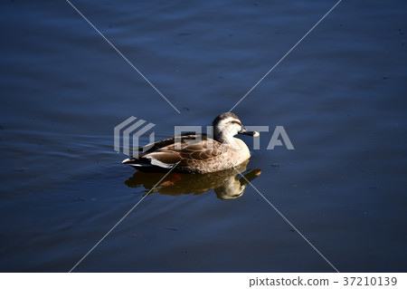 A swimming swimming duck, Ichikawa City, Chiba Prefecture, Gyotoku Bird Reserve 37210139