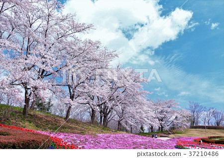 Somey Yoshino in full bloom and vivid flowers Somey Yoshino in full bloom and vivid flowers 37210486