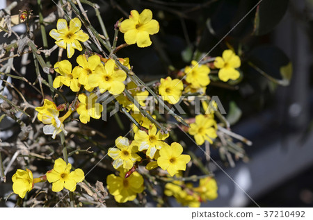 Yellow plum 37210492