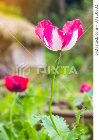 Opium poppy Flowers blossom on wild field 37210633