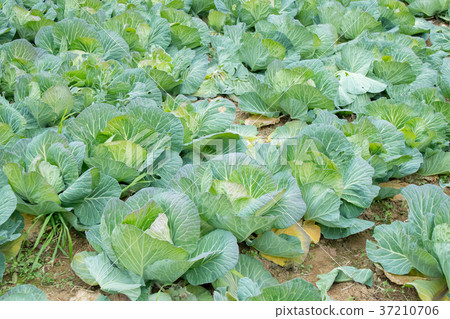 Cabbage vegetables Speaker farmhouse Agriculture TPP leafy vegetables Cabbage vegetables Speaker farmhouse Agriculture TPP leafy vegetables 37210706