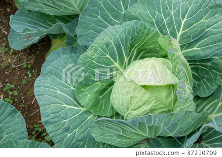 白菜蔬菜揚聲器農家農業TPP綠葉蔬菜 37210709