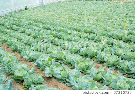Cabbage vegetables Speaker farmhouse Agriculture TPP leafy vegetables 37210723