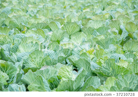 Cabbage vegetables Speaker farmhouse Agriculture TPP leafy vegetables 37210728