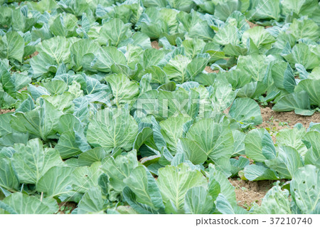 Cabbage vegetables Speaker farmhouse Agriculture TPP leafy vegetables Cabbage vegetables Speaker farmhouse Agriculture TPP leafy vegetables 37210740