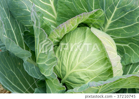 Cabbage vegetables Speaker farmhouse Agriculture TPP leafy vegetables Cabbage vegetables Speaker farmhouse Agriculture TPP leafy vegetables 37210745
