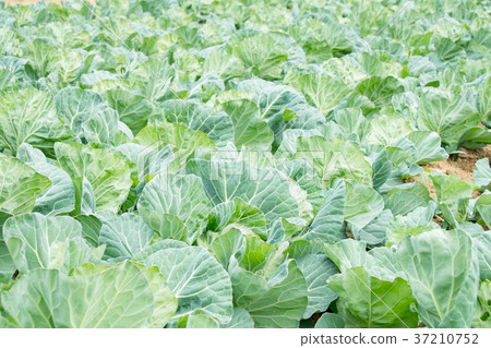 Cabbage vegetables Speaker farmhouse Agriculture TPP leafy vegetables Cabbage vegetables Speaker farmhouse Agriculture TPP leafy vegetables 37210752
