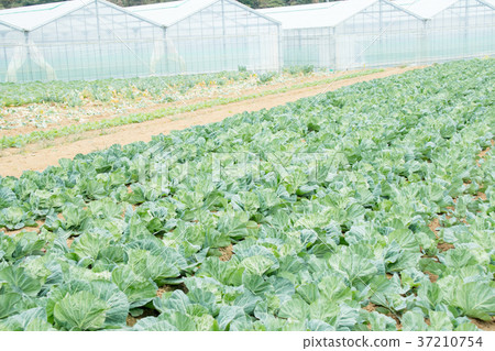 Cabbage vegetables Speaker farmhouse Agriculture TPP leafy vegetables 37210754