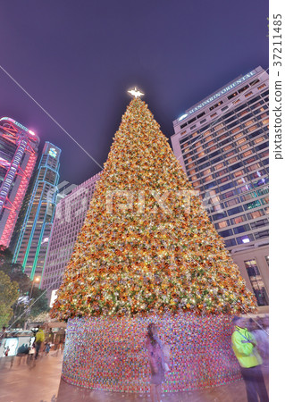 the larget xmas tree at night before xmas the larget xmas tree at night before xmas 37211485