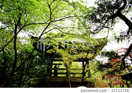 Hirabayashi寺,鐘樓,新鮮綠色,四月,半和尚 Hirabayashi寺,鐘樓,新鮮綠色,四月,半和尚 37211758