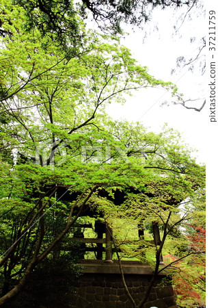 Hirabayashi寺，鐘樓，新鮮綠色，四月，半和尚 37211759