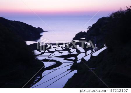 在黃昏的露台的稻田 在黃昏的露台的稻田 37212107