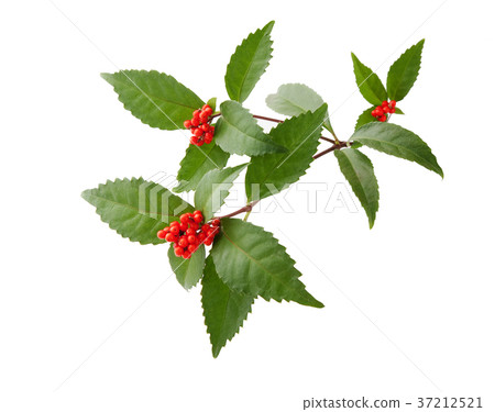 新年卡的材料 新年卡的材料 37212521