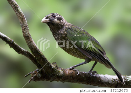Catbird Green Catbird Catbird Green Catbird 37212673