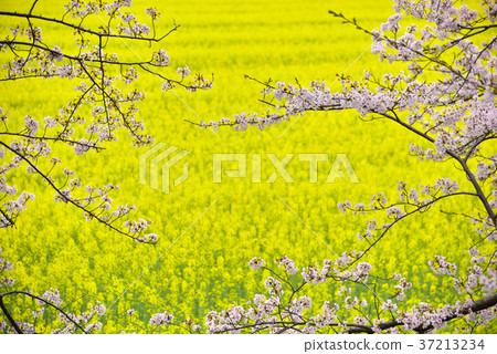 櫻花和油菜花 櫻花和油菜花 37213234