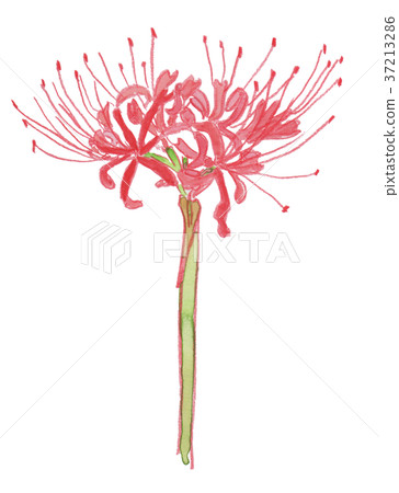 Lycoris Radiata Higanbana Stock Illustration