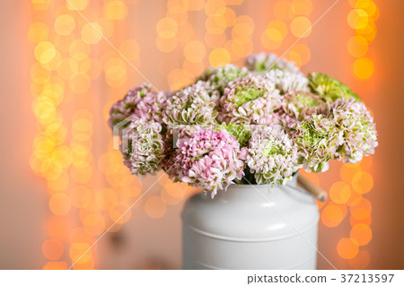 Pink persian buttercup flowers. Curly peony Pink persian buttercup flowers. Curly peony 37213597