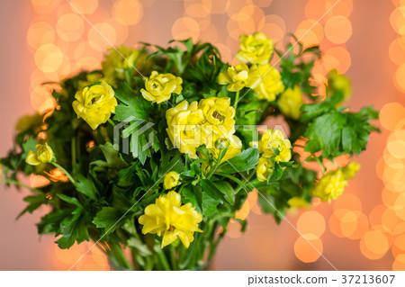 Pink persian buttercup flowers. Curly peony Pink persian buttercup flowers. Curly peony 37213607