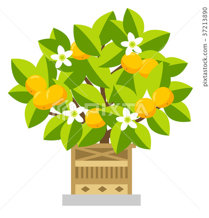 Tachibana image 37213890