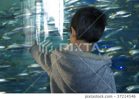 觀察魚男孩水族館Oarai Aqua World 觀察魚男孩水族館Oarai Aqua World 37214546