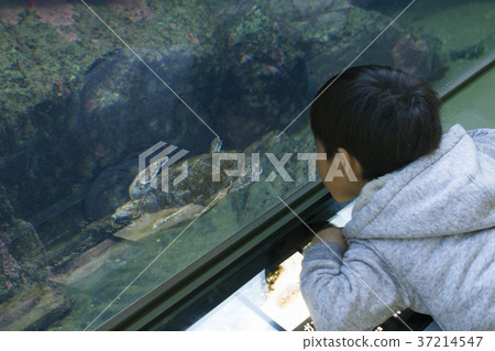 觀察魚男孩水族館Oarai Aqua World 觀察魚男孩水族館Oarai Aqua World 37214547
