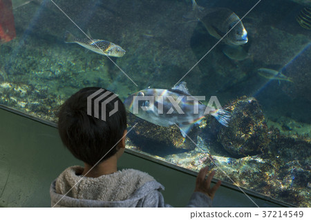 觀察魚男孩水族館Oarai Aqua World 觀察魚男孩水族館Oarai Aqua World 37214549
