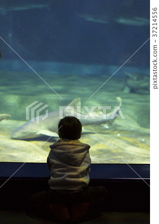 鯊魚觀察男孩水族館Oarai Aqua World 鯊魚觀察男孩水族館Oarai Aqua World 37214556