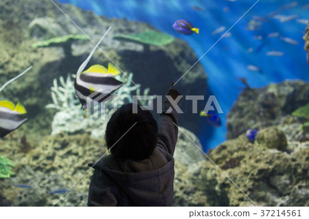 Observing fish Boys Aquarium Oarai Aqua World 37214561