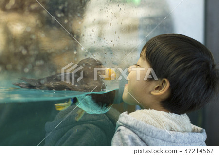 Etopirika男孩水族館Oarai Aqua World 37214562