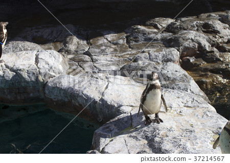 企鵝水族館Oarai Aqua World 企鵝水族館Oarai Aqua World 37214567