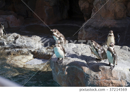 企鵝水族館Oarai Aqua World 37214569