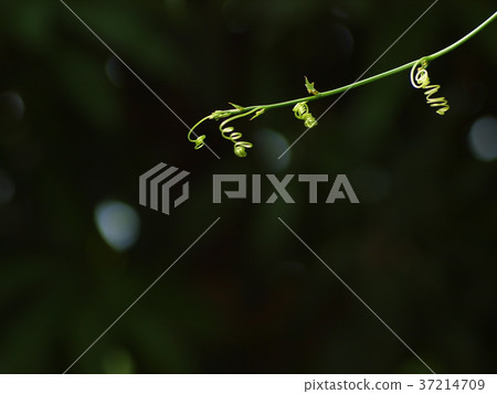 shallow DoF soft focus green young creeping plant 37214709
