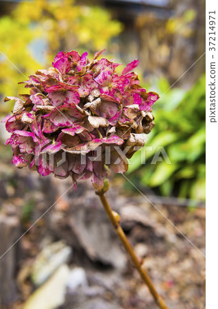 枯萎的繡球花 37214971