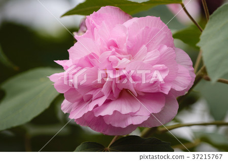 pink mutabilis hibiscus flowers in garden pink mutabilis hibiscus flowers in garden 37215767