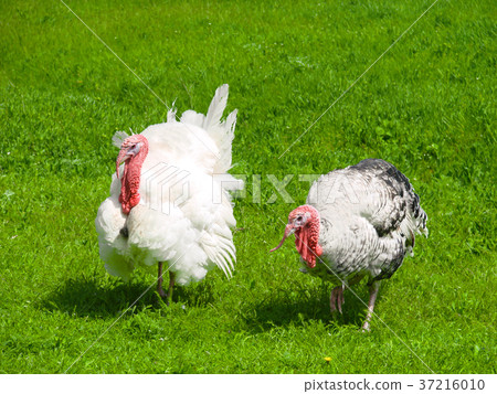 turkey male or gobbler grazing on a green grass turkey male or gobbler grazing on a green grass 37216010