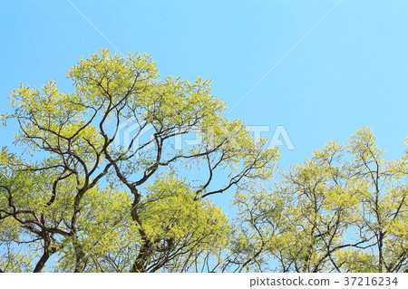 Young green leaves and clear blue sky 37216234