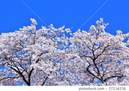 Yoshino cherry tree in full bloom 37216236