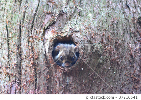 Mustache from the nest! 37216541