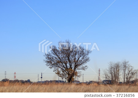 Minuma稻田風景1 Honki居住在稻田 Minuma稻田風景1 Honki居住在稻田 37216856