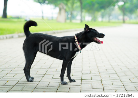 Dog on pavement Dog on pavement 37218643