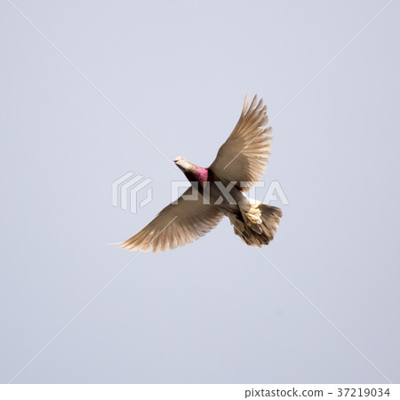 Dove flying against a blue sky with clouds Dove flying against a blue sky with clouds 37219034