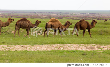 Camel in the pasture in the spring Camel in the pasture in the spring 37219096