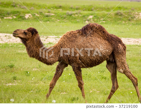 Camel in the pasture in the spring 37219100